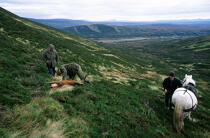 La chasse traditionnelle aux cerfs dans les Highlands © Philip Plisson / Plisson La Trinité / AA19585 - Nos reportages photos - Highlands