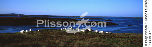 L'île de North Uist - © Philip Plisson / Plisson La Trinité / AA19617 - Nos reportages photos - Mouton