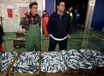 Criée de Vigo © Philip Plisson / Pêcheur d’Images / AA19721 - Nos reportages photos - La pêche à la sardine