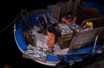 Criée de Vigo © Philip Plisson / Plisson La Trinité / AA19724 - Nos reportages photos - Pêche à la sardine