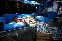 Criée de Vigo © Philip Plisson / Plisson La Trinité / AA19725 - Nos reportages photos - Pêche à la sardine