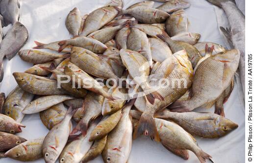 Fish market of Sharjah - © Philip Plisson / Plisson La Trinité / AA19785 - Photo Galleries - Fauna