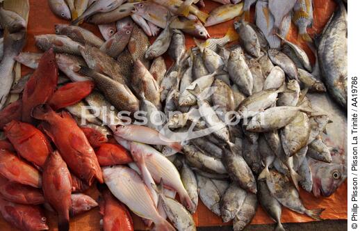 Fish market of Sharjah - © Philip Plisson / Plisson La Trinité / AA19786 - Photo Galleries - Fauna and Flora