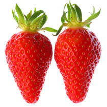 Strawberries. © Philip Plisson / Plisson La Trinité / AA19798 - Photo Galleries - Strawberry
