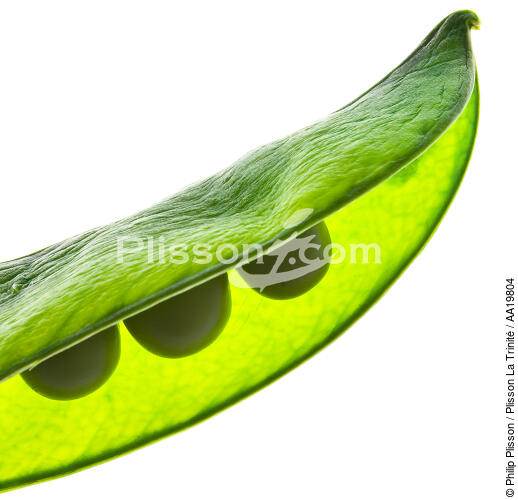 Green peas. - © Philip Plisson / Plisson La Trinité / AA19804 - Photo Galleries - Green pea