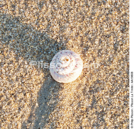 Shell. - © Philip Plisson / Plisson La Trinité / AA19808 - Photo Galleries - Sea decoration