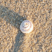 Shell. © Philip Plisson / Plisson La Trinité / AA19808 - Photo Galleries - Sea decoration