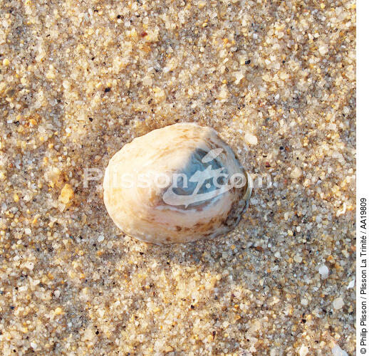 Shell. - © Philip Plisson / Plisson La Trinité / AA19809 - Photo Galleries - Sea decoration