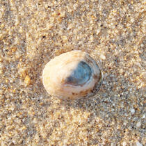 Shell. © Philip Plisson / Plisson La Trinité / AA19809 - Photo Galleries - Sea decoration