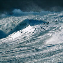 Mer agitée. © Philip Plisson / Plisson La Trinité / AA20376 - Nos reportages photos - Oiseau marin