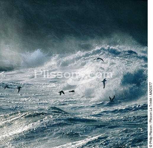 Mer agitée. - © Philip Plisson / Plisson La Trinité / AA20377 - Nos reportages photos - Mouette