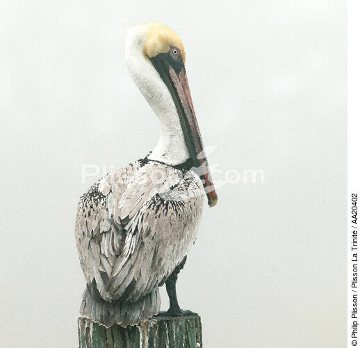 Pelican. - © Philip Plisson / Plisson La Trinité / AA20402 - Photo Galleries - United States [The]