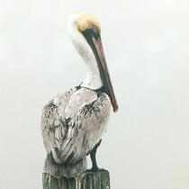 Pelican. © Philip Plisson / Plisson La Trinité / AA20402 - Photo Galleries - Square format