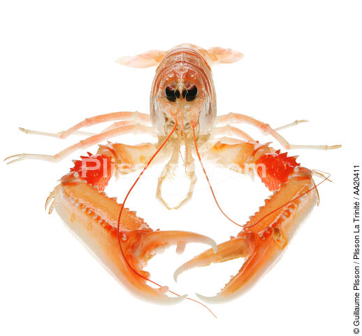 Lobster. - © Guillaume Plisson / Plisson La Trinité / AA20411 - Photo Galleries - Square format