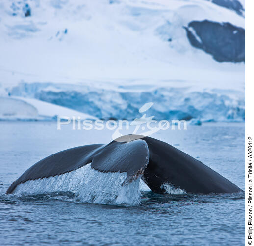 Whale tail. - © Philip Plisson / Plisson La Trinité / AA20412 - Photo Galleries - Sea mammal