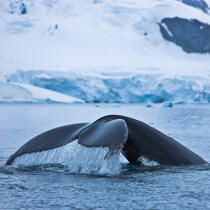 Whale tail. © Philip Plisson / Pêcheur d’Images / AA20412 - Photo Galleries - Antarctica