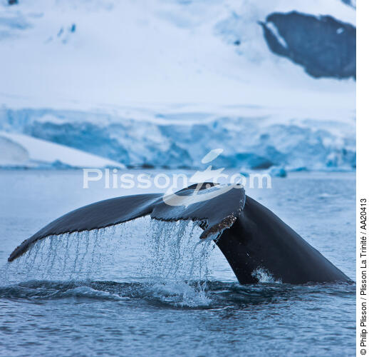 Whale tail. - © Philip Plisson / Plisson La Trinité / AA20413 - Photo Galleries - Sea mammal