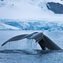 Queue de baleine. © Philip Plisson / Plisson La Trinité / AA20413 - Nos reportages photos - Format carré