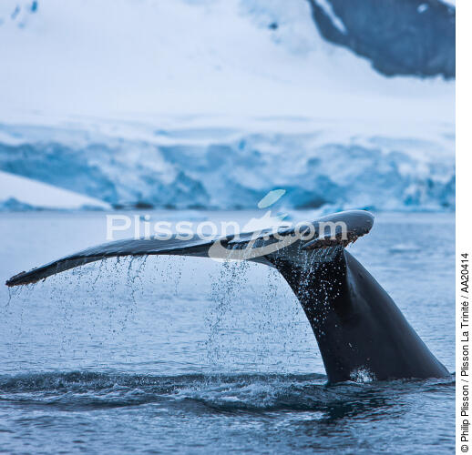 Queue de baleine. - © Philip Plisson / Plisson La Trinité / AA20414 - Nos reportages photos - Antarctique