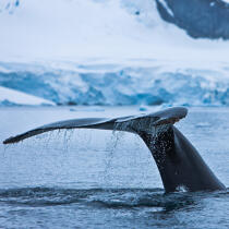 Queue de baleine. © Philip Plisson / Plisson La Trinité / AA20414 - Nos reportages photos - Format carré