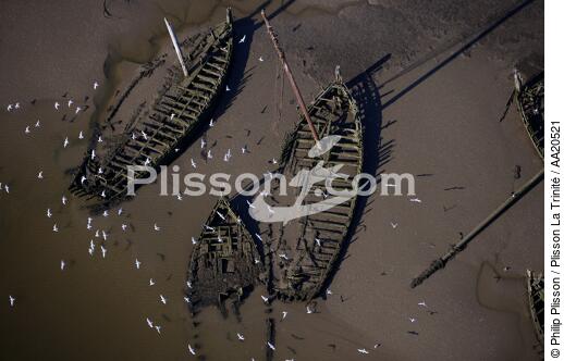 Épaves. - © Philip Plisson / Plisson La Trinité / AA20521 - Nos reportages photos - Oiseau marin