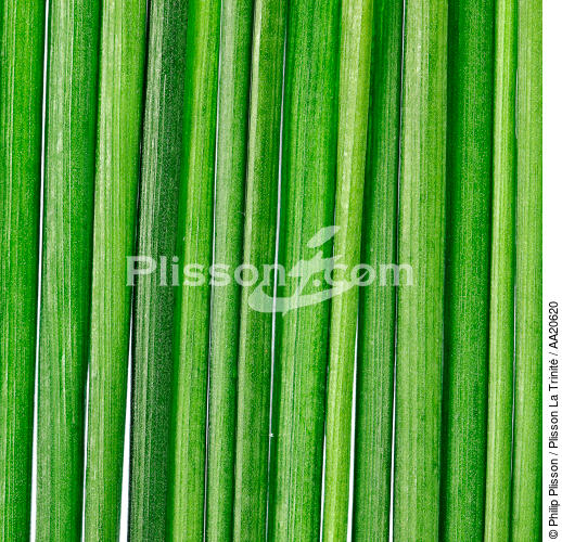 Grass. - © Philip Plisson / Plisson La Trinité / AA20620 - Photo Galleries - Flora