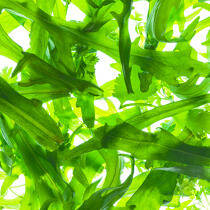 Salade. © Philip Plisson / Plisson La Trinité / AA20623 - Nos reportages photos - Légume