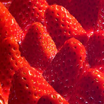 Envie de fraises. © Philip Plisson / Plisson La Trinité / AA20632 - Nos reportages photos - Fruit