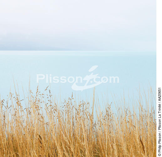 Tall grass. - © Philip Plisson / Plisson La Trinité / AA20651 - Photo Galleries - Plant