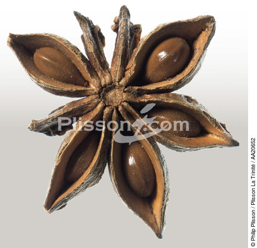 Star anise. - © Philip Plisson / Plisson La Trinité / AA20652 - Photo Galleries - Plant