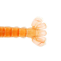 Scampi © Guillaume Plisson / Pêcheur d’Images / AA20667 - Photo Galleries - Gourmet food