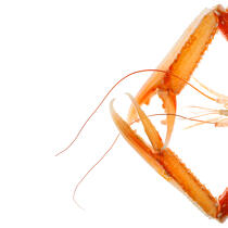 Scampi © Guillaume Plisson / Pêcheur d’Images / AA20669 - Photo Galleries - Gourmet food