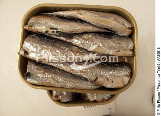 La Quiberonnaise. - © Philip Plisson / Plisson La Trinité / AA20816 - Nos reportages photos - La pêche à la sardine