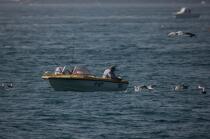Petite pêche devant Saint-Malo. © Philip Plisson / Plisson La Trinité / AA21523 - Nos reportages photos - Site [35]