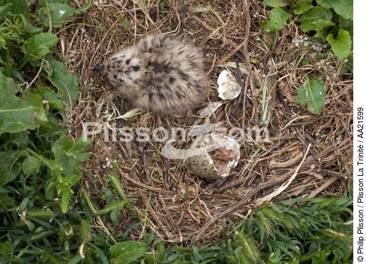Young Gull on Cézembre. - © Philip Plisson / Plisson La Trinité / AA21599 - Photo Galleries - Island [35]