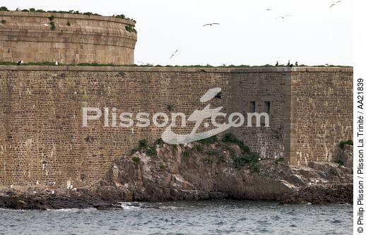 Les îles Saint-Marcouf. - © Philip Plisson / Plisson La Trinité / AA21839 - Nos reportages photos - Oiseau marin