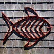 Red fish. © Philip Plisson / Plisson La Trinité / AA21897 - Photo Galleries - Square format