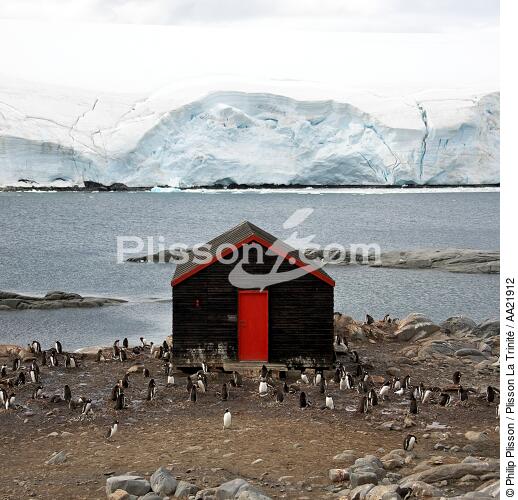 Port Lockroy en Antarctique. - © Philip Plisson / Plisson La Trinité / AA21912 - Nos reportages photos - Manchot papou
