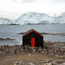 Port Lockroy en Antarctique. © Philip Plisson / Plisson La Trinité / AA21912 - Nos reportages photos - Oiseau marin