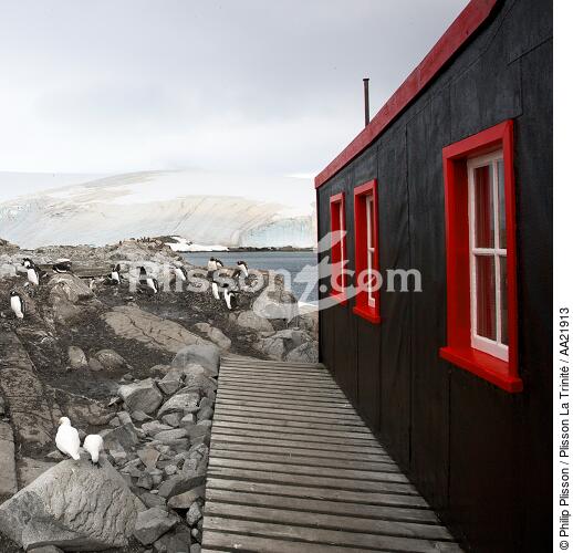 Port Lockroy en Antarctique. - © Philip Plisson / Plisson La Trinité / AA21913 - Nos reportages photos - Oiseau marin