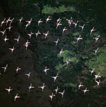 Flights from flamingos. © Philip Plisson / Plisson La Trinité / AA21971 - Photo Galleries - Provence Alpes Côte-d'Azur