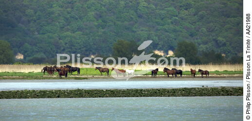 Bord de Seine. - © Philip Plisson / Plisson La Trinité / AA21988 - Photo Galleries - Horse