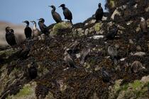 Chausey. © Philip Plisson / Plisson La Trinité / AA22420 - Nos reportages photos - Oiseau marin