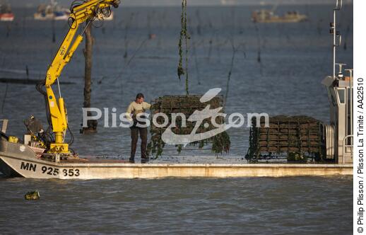 Oyster framing in front of Oleron island. - © Philip Plisson / Plisson La Trinité / AA22510 - Photo Galleries - Aquaculture