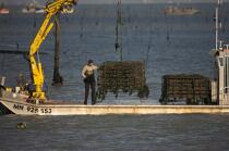 Oyster framing in front of Oleron island. © Philip Plisson / Plisson La Trinité / AA22510 - Photo Galleries - Oyster farmer