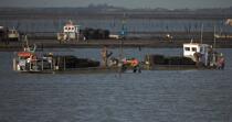 Oyster framing in front of Oleron island. © Philip Plisson / Plisson La Trinité / AA22513 - Photo Galleries - Aquaculture
