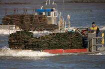 Oyster framing in front of Oleron island. © Philip Plisson / Plisson La Trinité / AA22516 - Photo Galleries - Aquaculture
