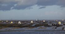 Oyster framing in front of Oleron island. © Philip Plisson / Plisson La Trinité / AA22520 - Photo Galleries - Aquaculture