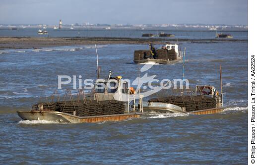 Oyster framing in front of Oleron island. - © Philip Plisson / Plisson La Trinité / AA22524 - Photo Galleries - Aquaculture