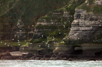 Cliffs at Pointe du Hoc. © Philip Plisson / Plisson La Trinité / AA22593 - Photo Galleries - Normandie